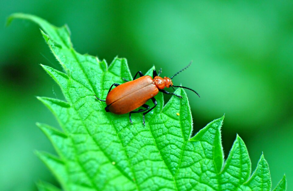 European bug invertebrate