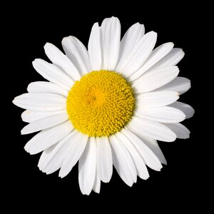 Bloom flower plant