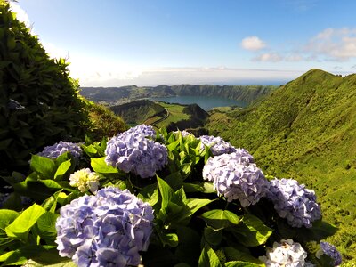 Flowers plant nature