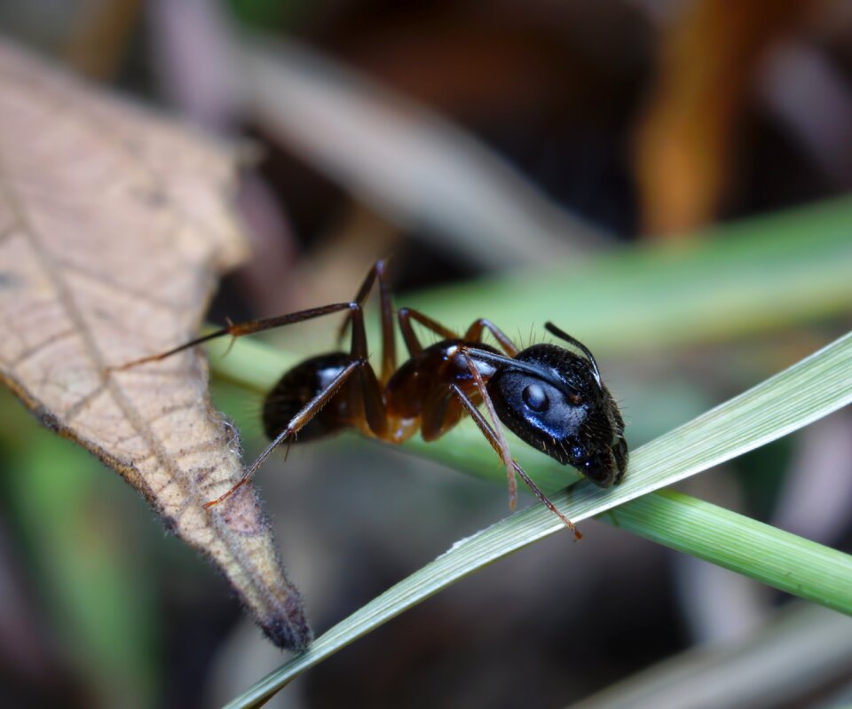 Macro nature animal