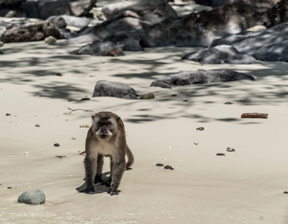Island tour wild monkey sea