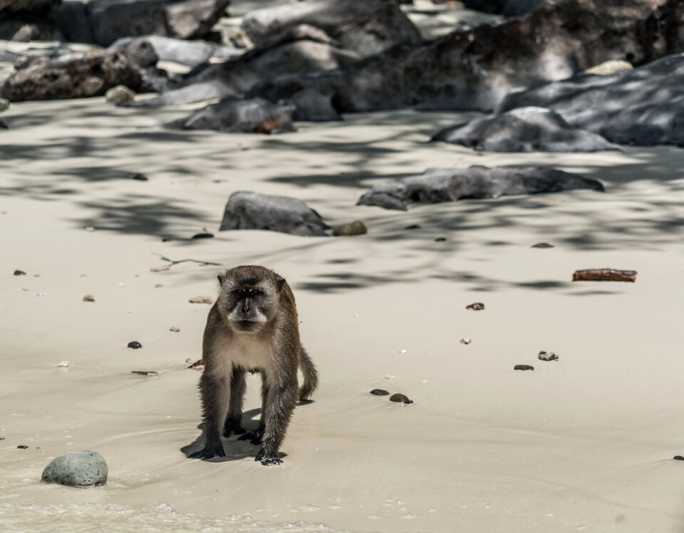 Island tour wild monkey sea photo