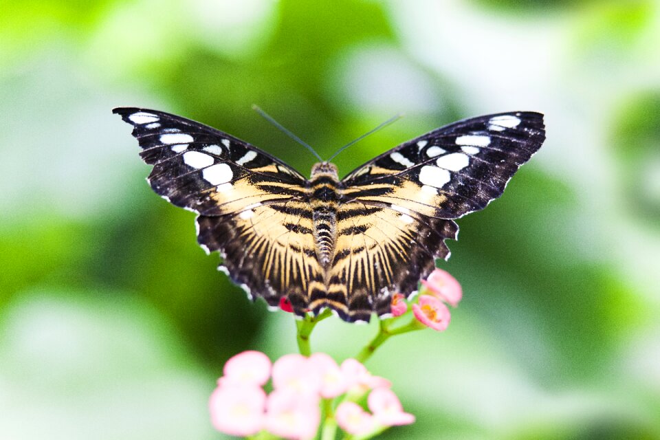 Insect butterfly nature