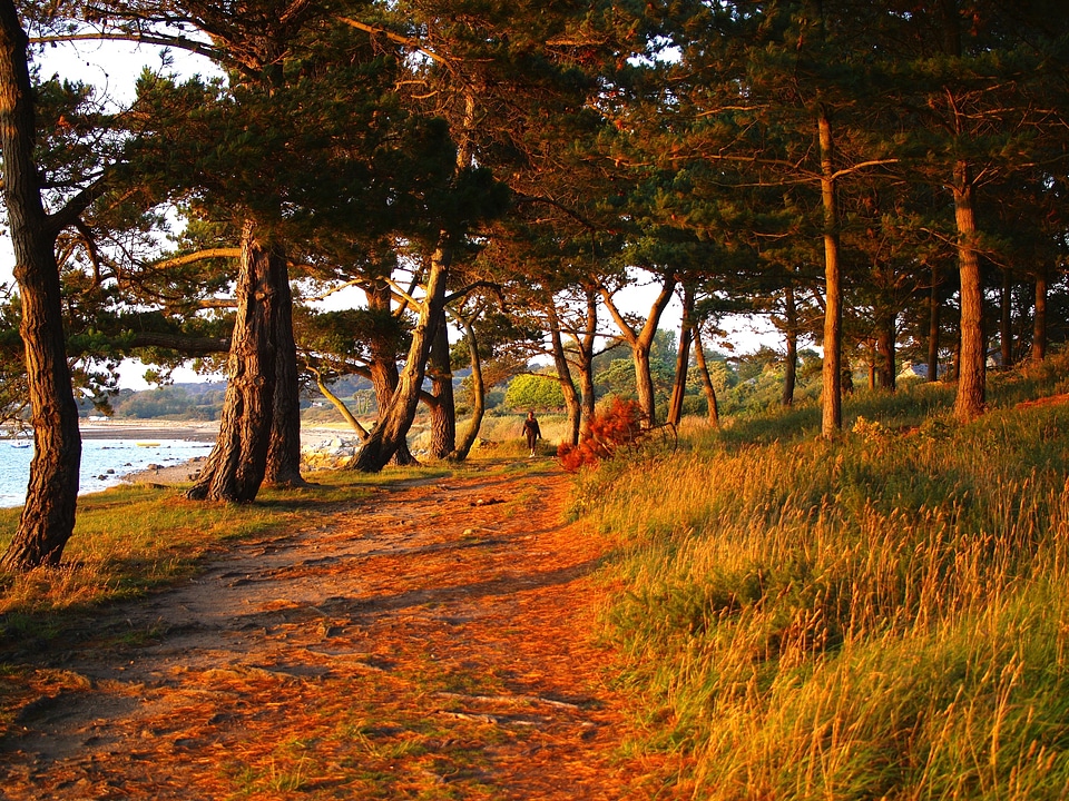 Landscape forest trees