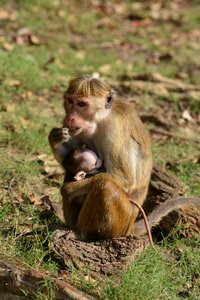 Macaques animals primate