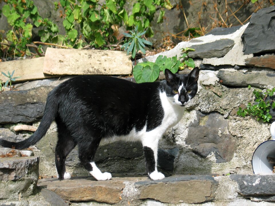Fauna black white