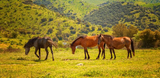 Mammal stallion brown photo