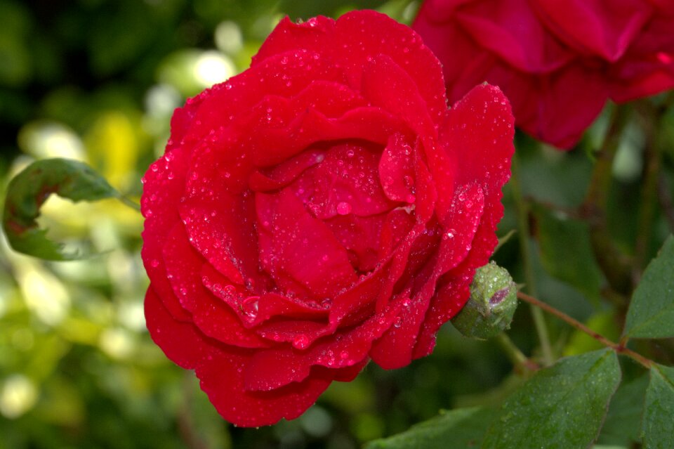 Wet rose blooms nature