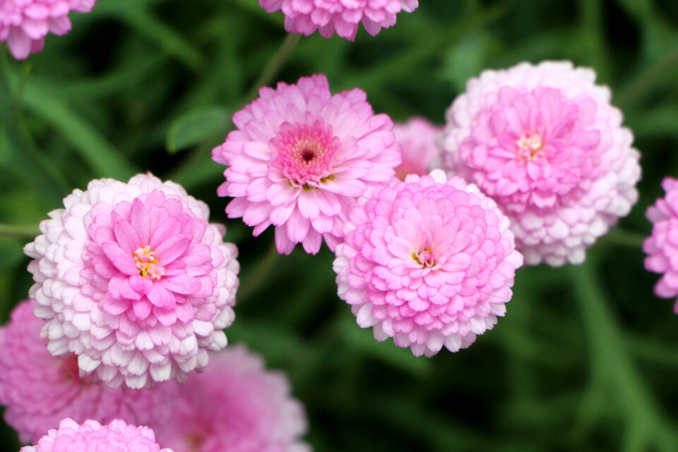 Flowers nature tabitha