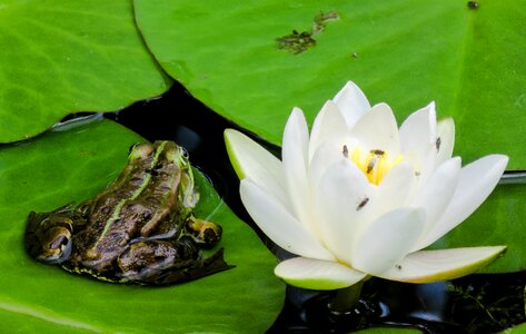 Blossom bloom leaf