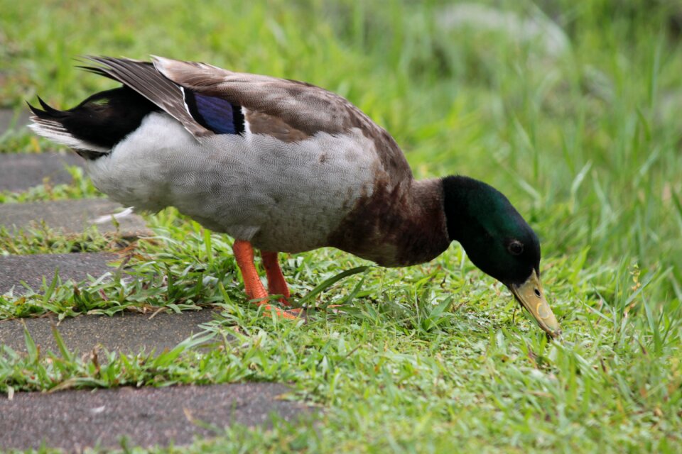 Green duck