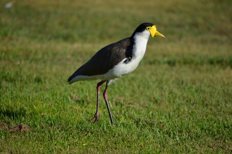Coastal native australian wildlife