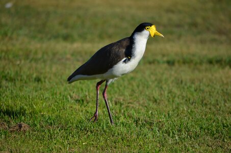 Coastal native australian wildlife photo