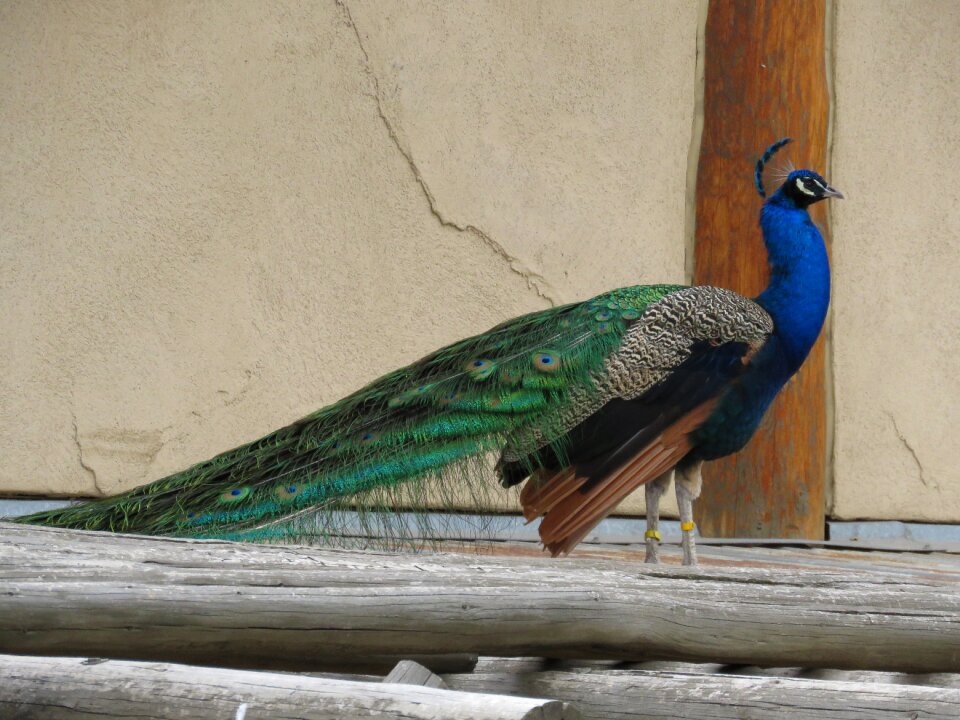 Peafowl feather colorful