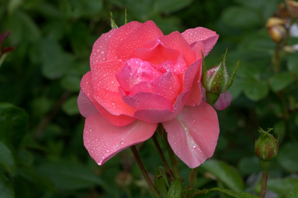 Bloom pink rose rose blooms