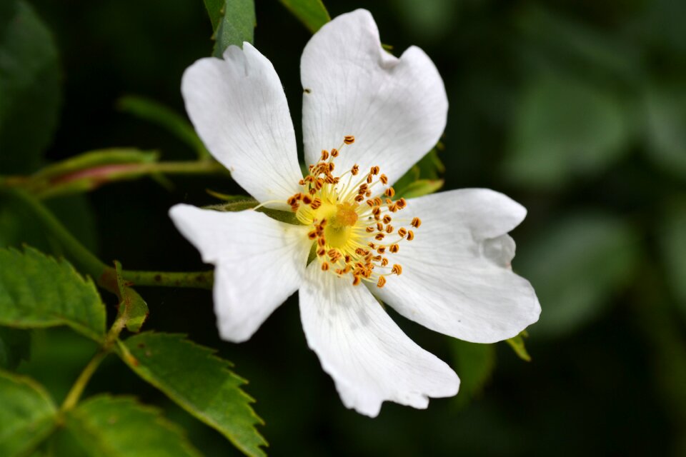 Flowers white flowers bloom