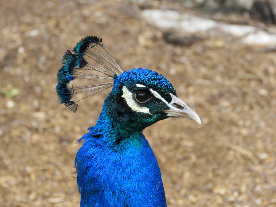Blue head colorful