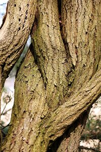 Wood tree structure