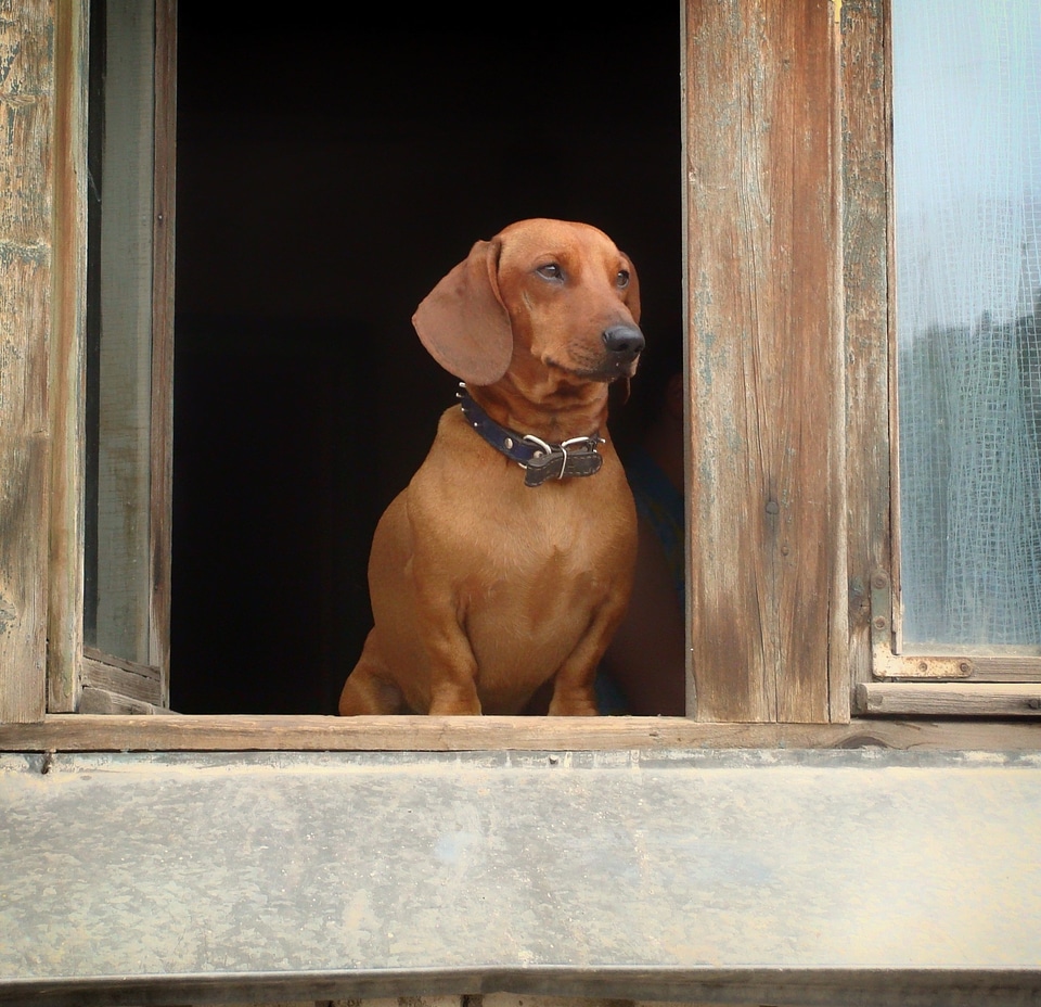 Canine window sill house photo
