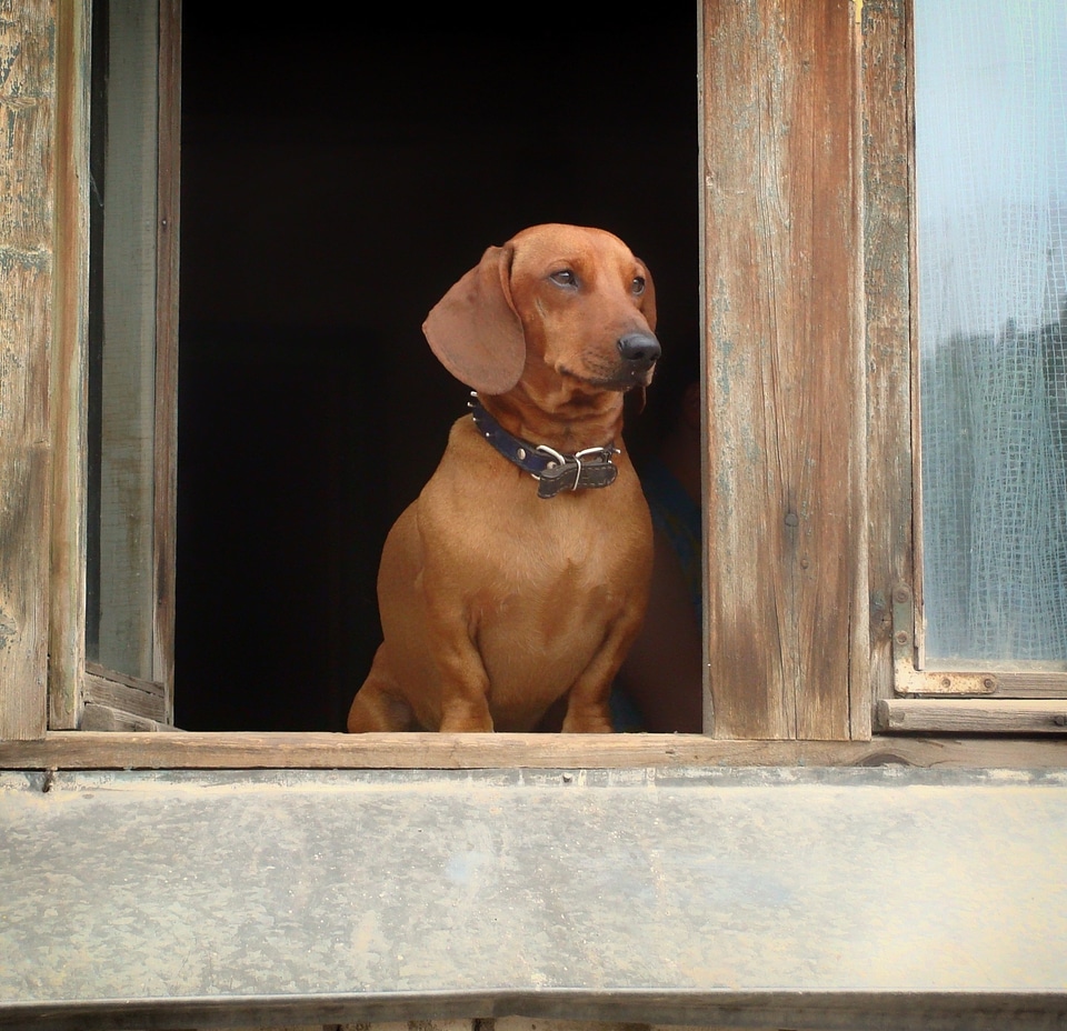 Canine window sill house