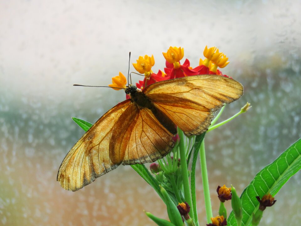 Nature wing bug