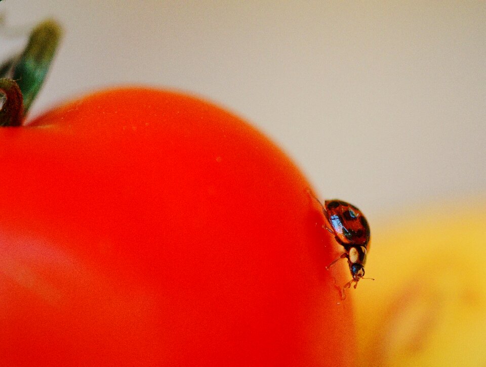 Animal insect food