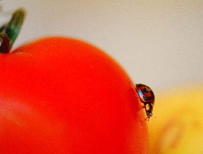Animal insect food
