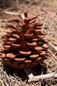 Pine ornament decoration