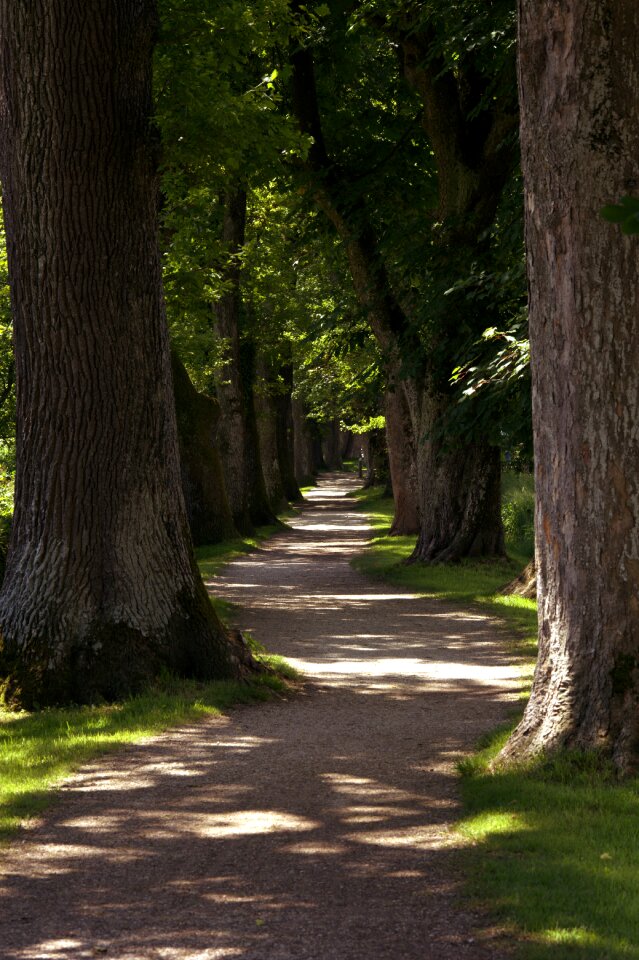 Trees shady nature