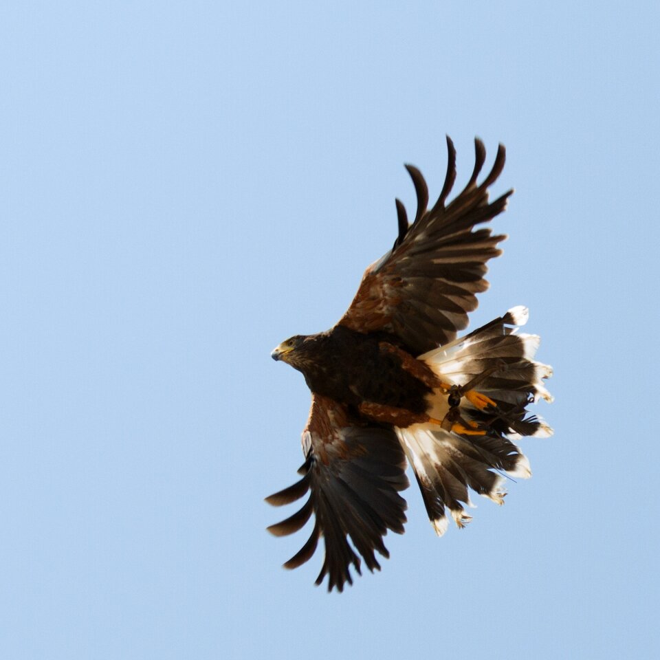 Flight nature bird