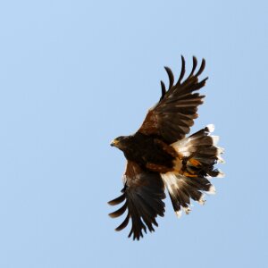 Flight nature bird