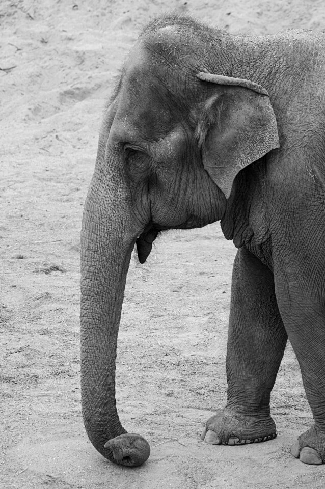 Trunk mammal nature