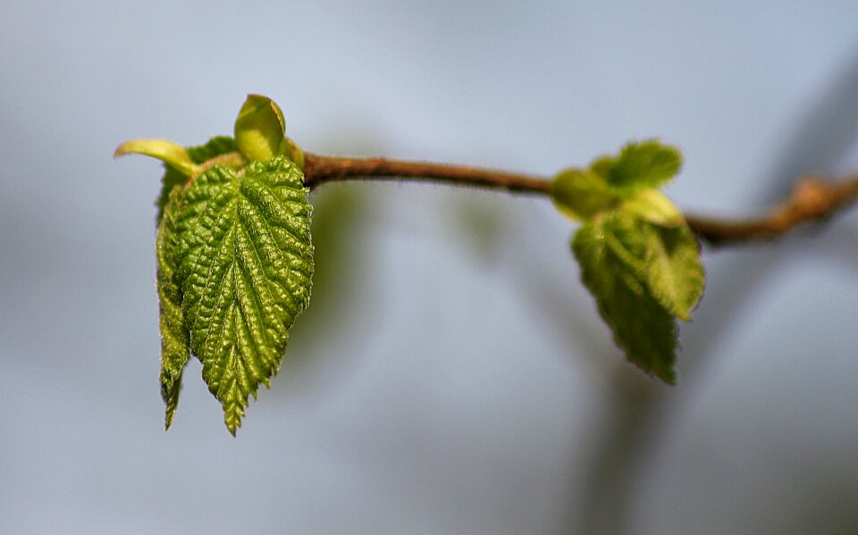 Nature spring branch