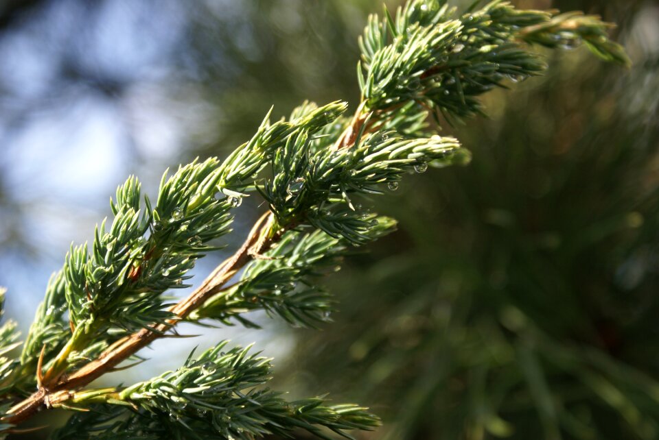 Juniper scaly juniperus squamata green