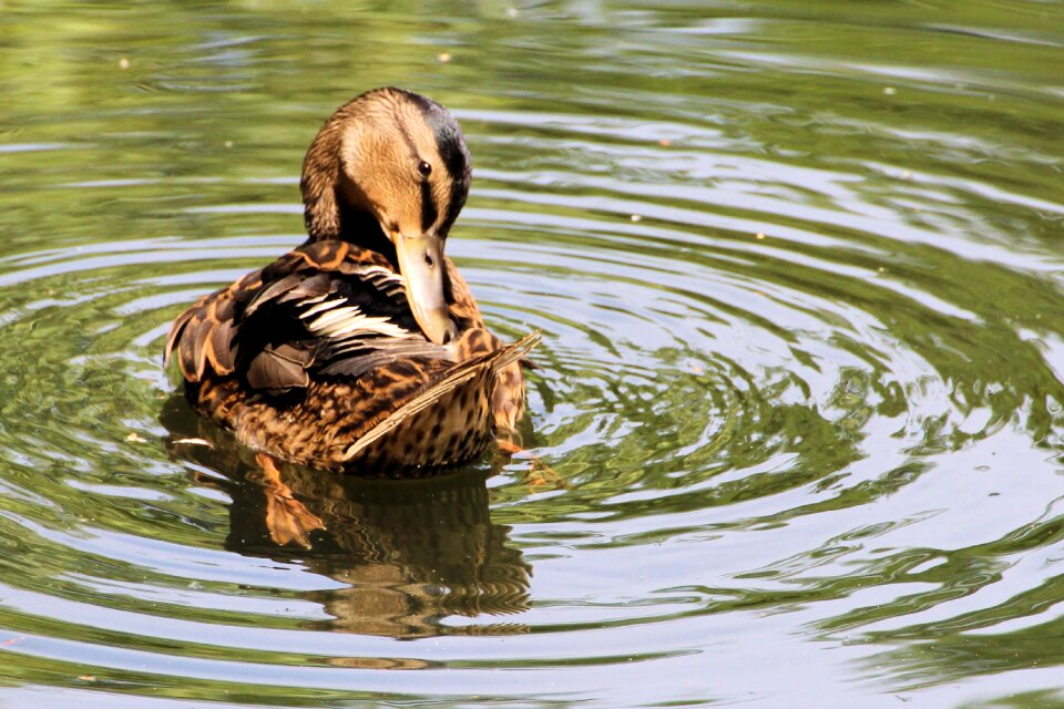 Nature pond aquatic animals