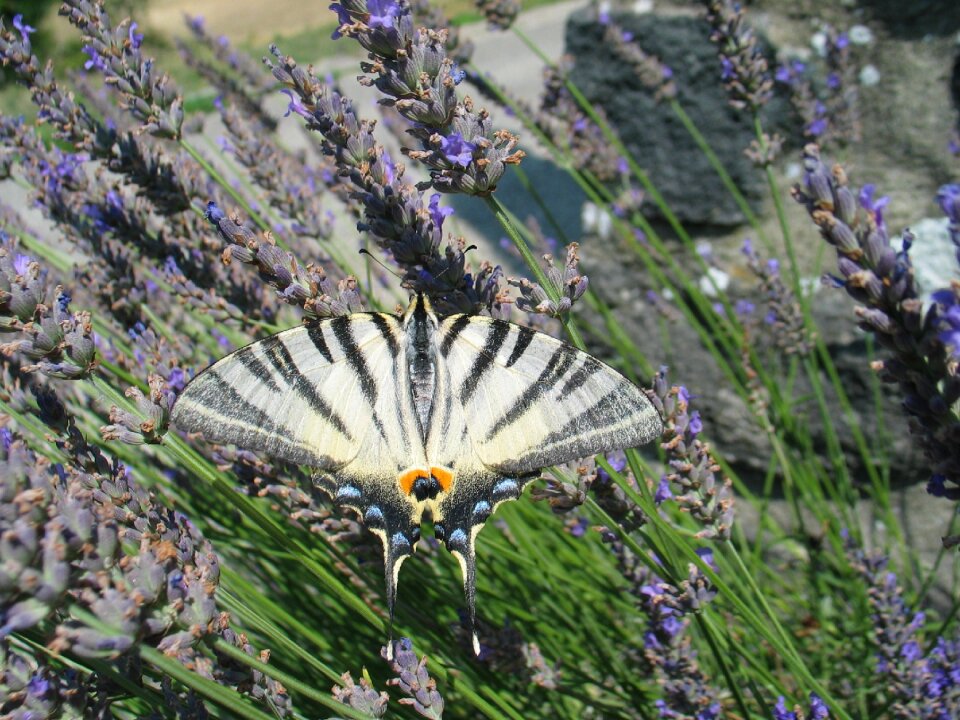 White black lavender