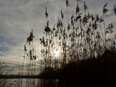 Landscape lake reed photo