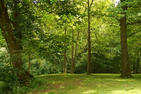 Nature sunlight grove of trees photo