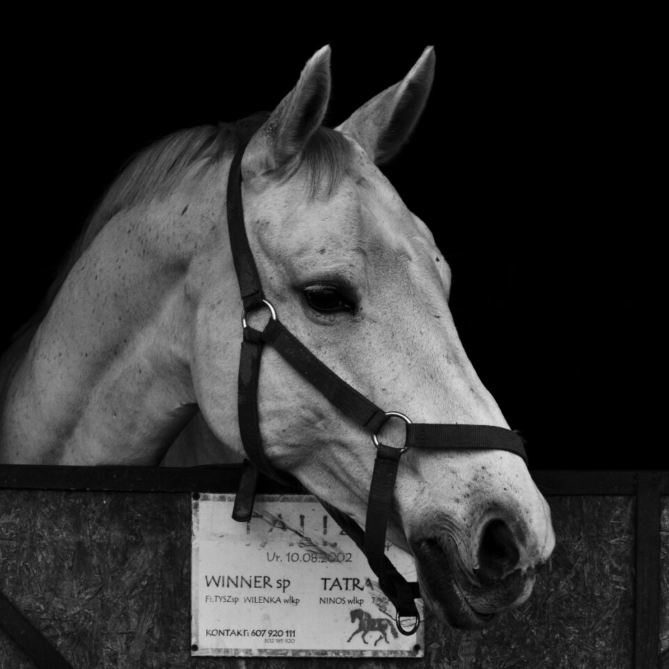 Animal stallion sport