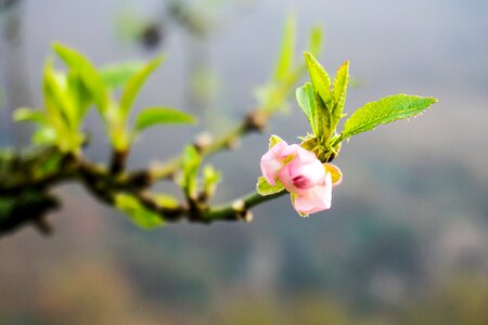 Cherry blossoms awakening hibernation photo