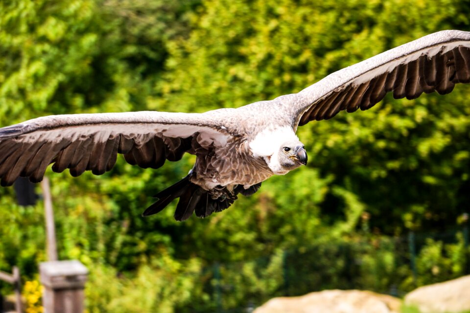 Gaia park flying feather