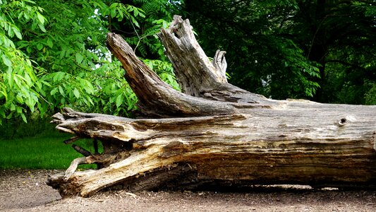 Nature log lumber photo