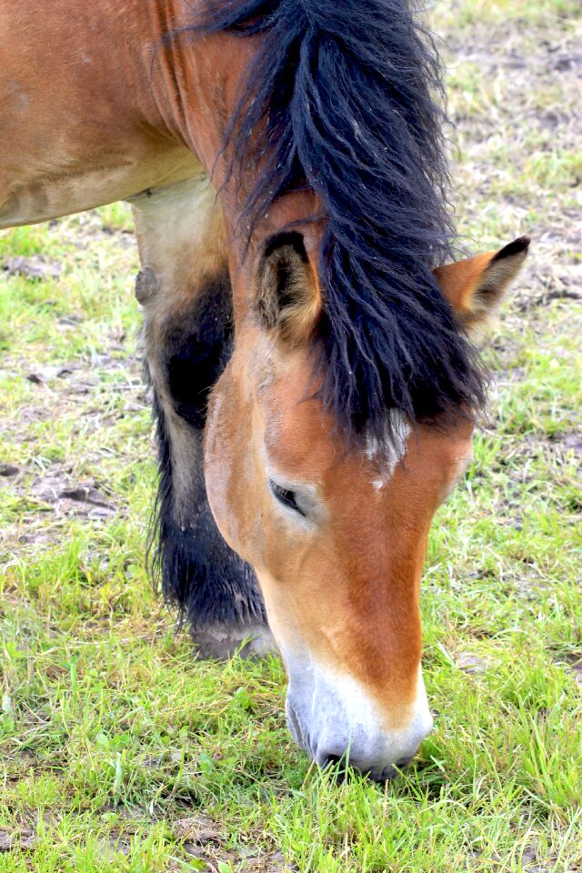 Horseback riding horses standard