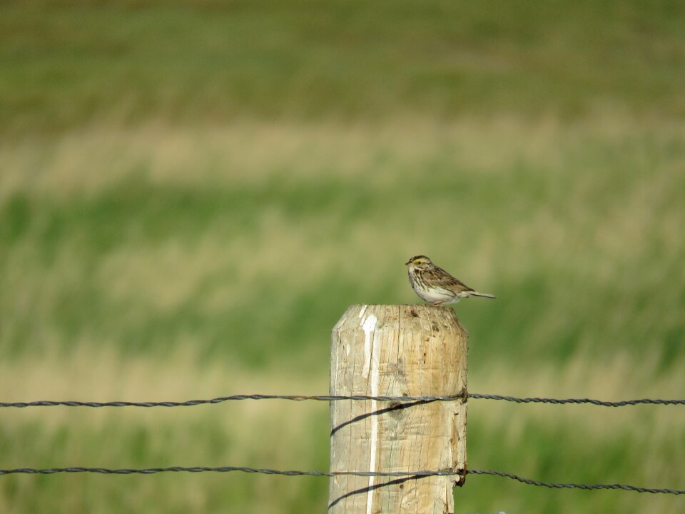 Bird wildlife wild