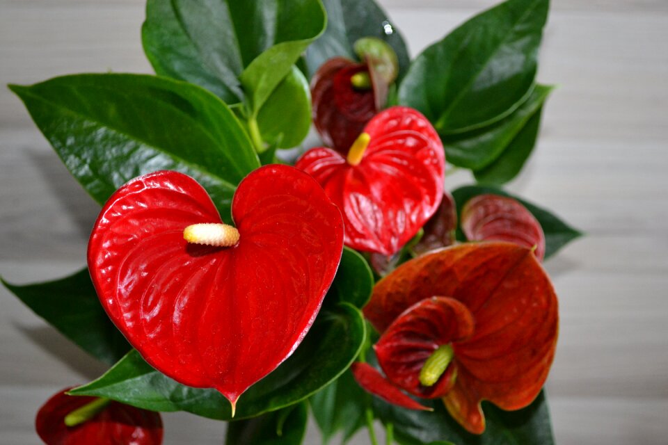 Houseplant red heart