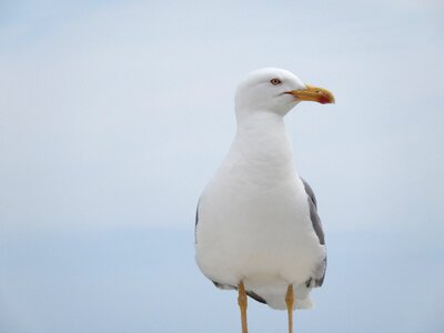 Gull fly wing
