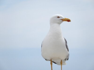 Gull fly wing photo