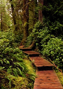 Path wood fern photo