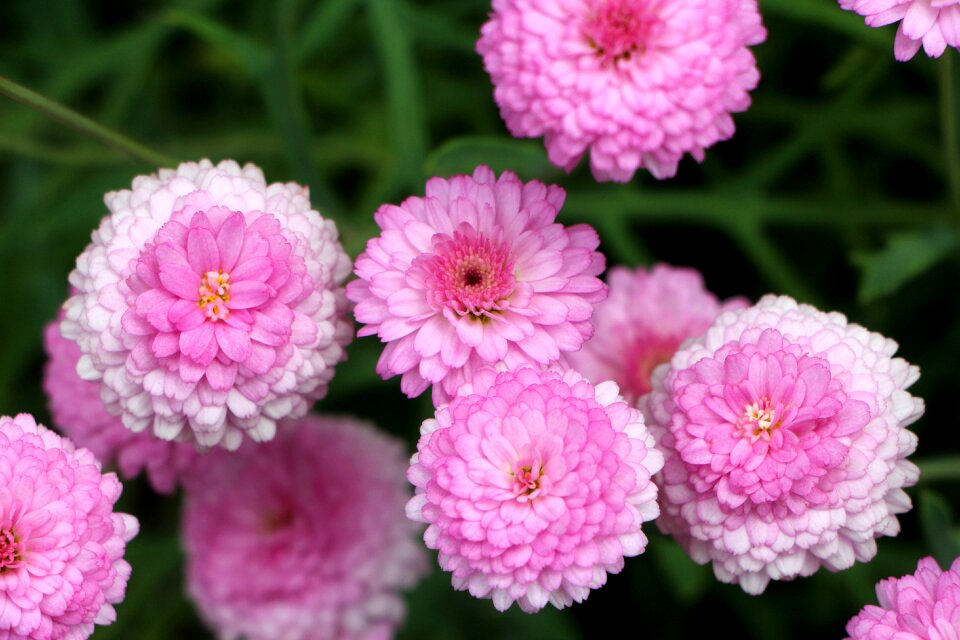 Flowers nature tabitha