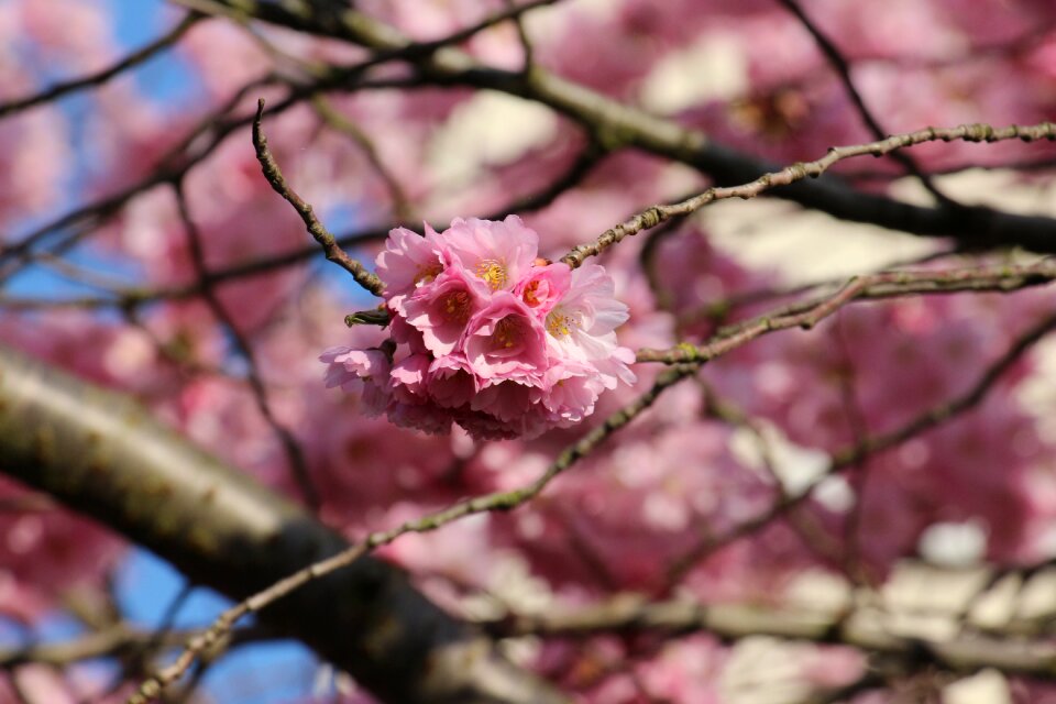 Nature spring leaf
